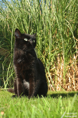 Kitty - What do I see? / Que vois-je?