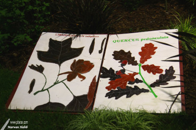 Floralies 2019 - Herbarium / Herbier
