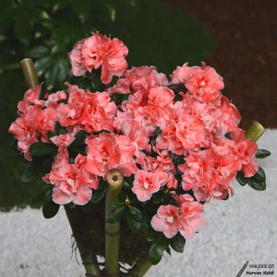 Floralies 2019 - Orange Azalea / Azale Orange