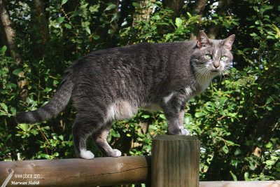 Molly - On the fence / Sur la barrire