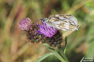 Butterfly / Papillon