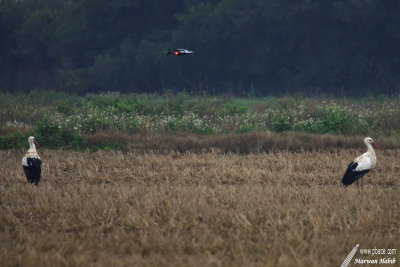 Stork / Cigognes - Drone & Storks / Drone & Cigognes