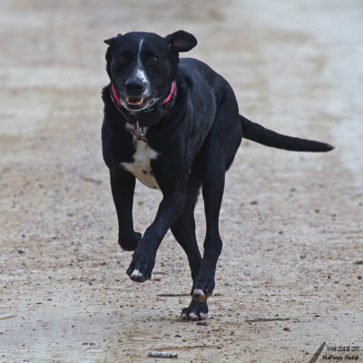 Pumba - Ready for take off / Prte  dcoller