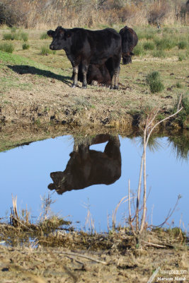 Cow and her mirror / Vache et son miroir