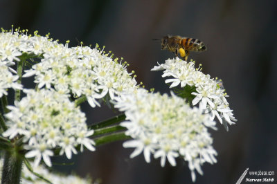 28-05-2020 : Bee at work / Abeille au travail