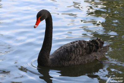 Black Swan / Cygne Noir