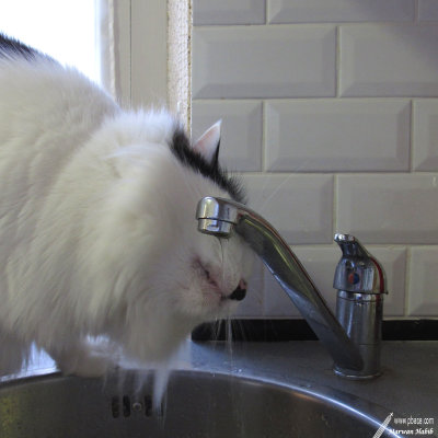 Chibi - Some water / Un peu d'eau