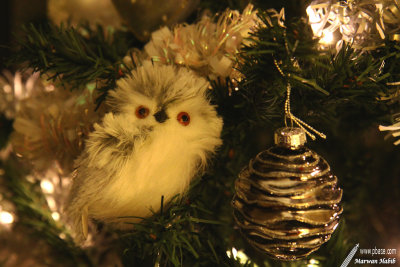 The Christmas Owl / La Chouette de Nol