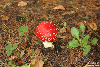 Mushroom / Champignon