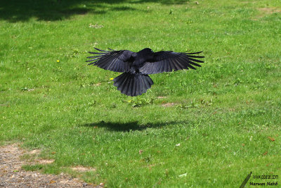 Crow / Corbeau