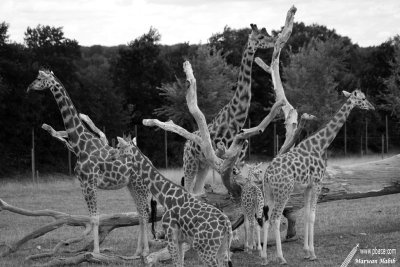 Giraffes / Girafes