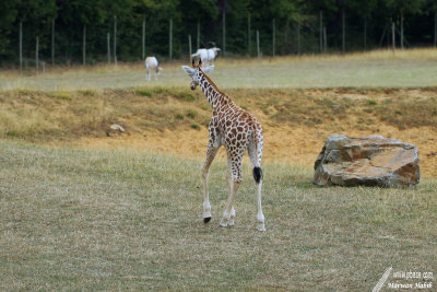 Giraffe / Girafe