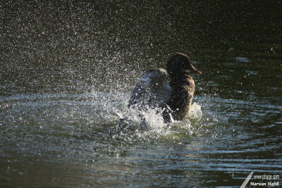 Duck / Canard - Cloud of drops / Nuage de gouttelettes