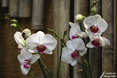 Floralies 2019 - Orchids / Orchides