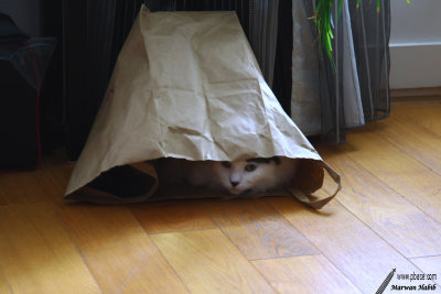 Chibi - Hide & seek / Cache-cache