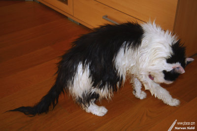 Chibi - After the shower / Aprs la douche