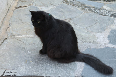 Chat Cadaquès