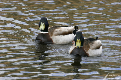 Mallard / Canard Colvert (Anas platyrhynchos)