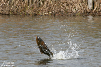 Jumping fish / Poisson Sauteur