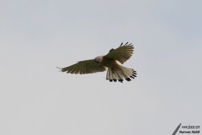Kestrel / Faucon Crcerelle (Falco tinnunculus)