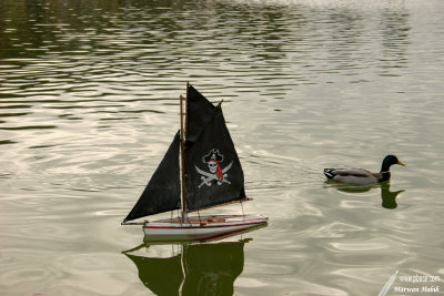 Duck and Pirates / Canard et Pirates