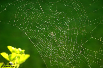 10-03-2007 : Spider web / Toile d'araigne