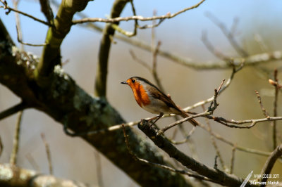 European Robin / Rouge-gorge familier (Erithacus rubecula)