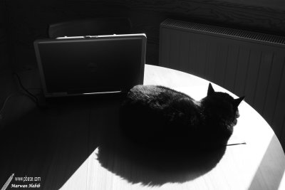 10-04-2007 : Cat in the sun / Chat au soleil