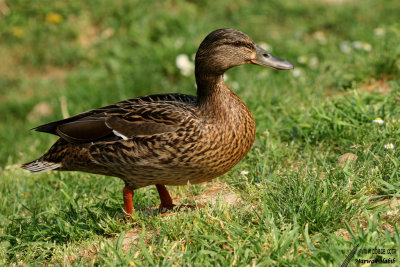 Mallard / Canard Colvert (Anas platyrhynchos)