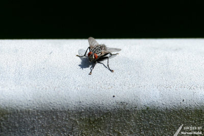 Fly / Mouche