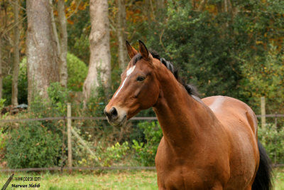 Espoir