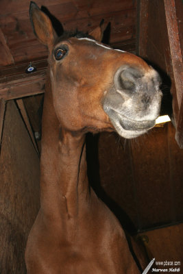 Espoir - Big nose 2 / Gros pif 2