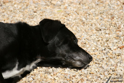 Nemo - Sunbathing / Bain de soleil