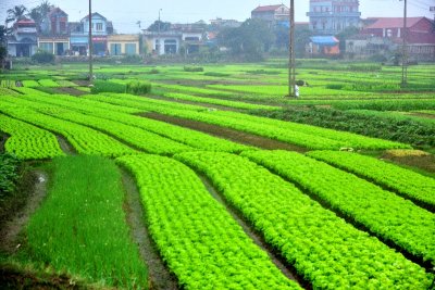 Lettuce Farm in Dong Trieu, Quang Ninh, Vietnam 536