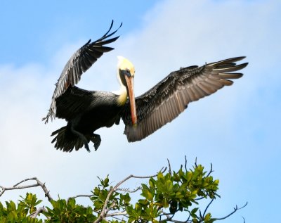 Pelican in flight, Islamorada, Florida Keys 568 