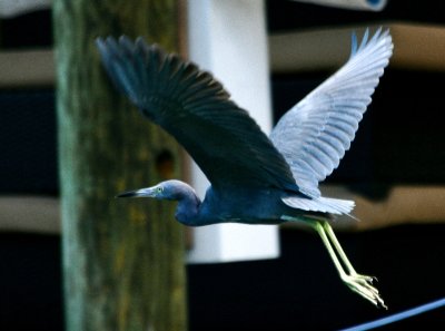 Blue Heron, Islamorada, Florida Keys 561 