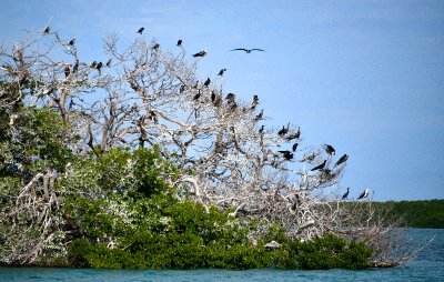 Cormorants, Frigate Birds, and Pelican on mangrove, Yellow Shark Channel, Little Basin, Islamorada, Florida Keys, Florida 662 