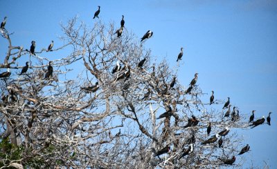 Cormorants, Frigate Birds, and Pelican on mangrove, Yellow Shark Channel, Little Basin, Islamorada, Florida Keys, Florida 726 
