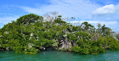 Mangrove in Yellow Shark Channel, Islamorada, Florida Keys, Florida 705 