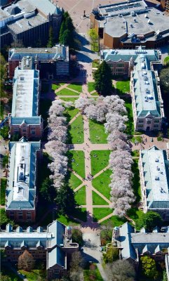 University of Washington, Cherry Blossom at the Quad, Seattle, Washington 046 