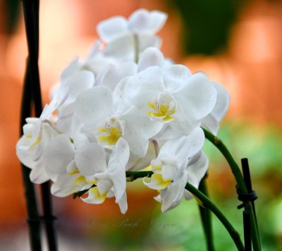 White Orchid at Island Home Nursery, Tavenier, Florida 126 