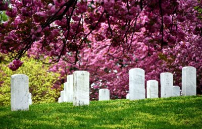 Arlington National Cemetery and Cherry Blossom,  Washington DC 526