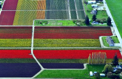 Tulip fields in Skagit Valley Skagit Tulip Festival, Mt Vernon, Washington 137 