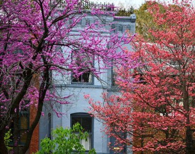 Springtime in Capitol Hill neighborhood, Washington DC 233 