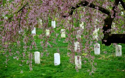 Arlington National Cemetery, United States Military Cemetery,  Arlington, Virginia 476  