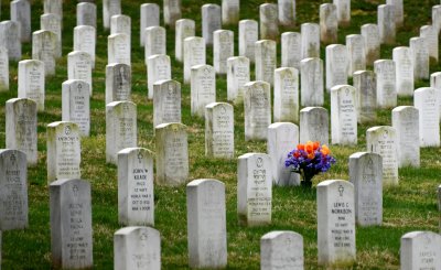 Flower at Arlington National Cemetery, Arlington Virginia 504 