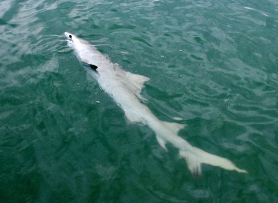 Catch and Release Shark, Florida Bay, Everglades National Park, Florida Keys, Florida 304 