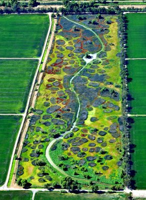 Marsh between Rice Fields, Maxwell, California 044 