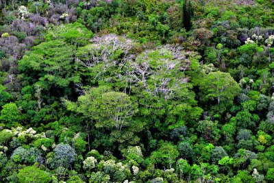 Forest in Pahoa, Hawaii 996