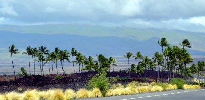 Tropical Breeze by Mauna Lani, Kohala Mountain, Kailua-Kona, Big Island of Hawaii 083 